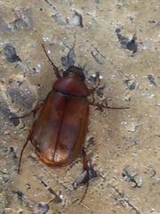 Melolonthinae