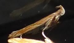 Eutorna symmorpha