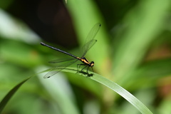 Austroargiolestes amabilis