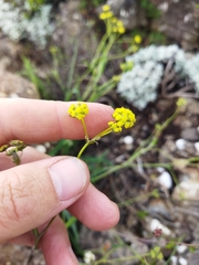 Bupleurum mundii