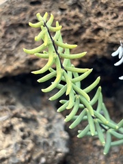 Pellaea ternifolia