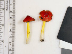 Hygrocybe acutoconica microspora