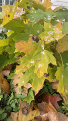 Leotiomycetes