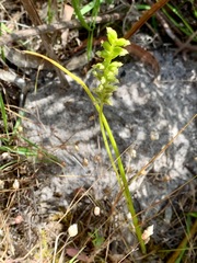 Microtis arenaria