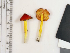 Hygrocybe acutoconica microspora