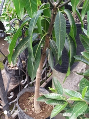 Ficus insipida