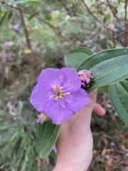 Melastoma