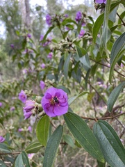 Melastoma