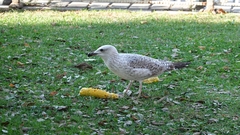 Larus michahellis