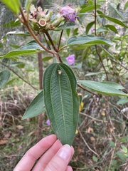 Melastoma