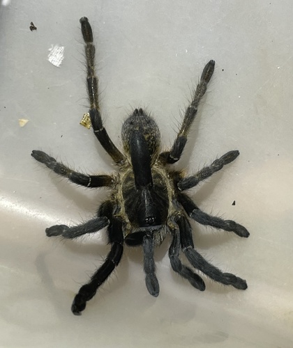 Ceratogyrus attonitifer photographed in Angola