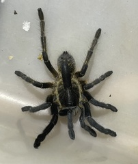 Ceratogyrus attonitifer