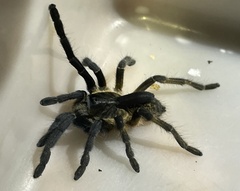 Ceratogyrus attonitifer