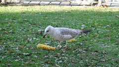 Larus michahellis