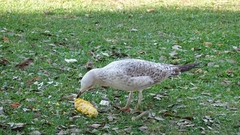 Larus michahellis