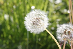 Taraxacum
