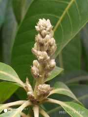 Ficus insipida