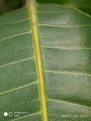 Ficus insipida