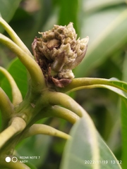Ficus insipida