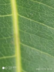 Ficus insipida