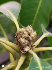 Ficus insipida