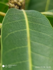 Ficus insipida