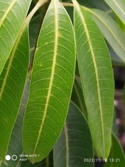 Ficus insipida