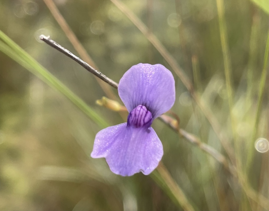 Utricularia spiralis Sm. 4