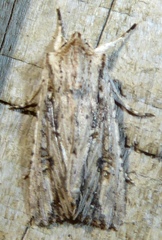 Ichneutica lignana