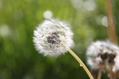 Taraxacum