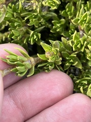 Coprosma ernodeoides