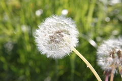 Taraxacum