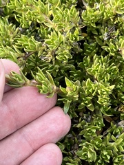 Coprosma ernodeoides
