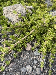 Coprosma ernodeoides