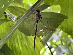 Gynacantha subinterrupta