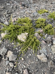 Coprosma ernodeoides