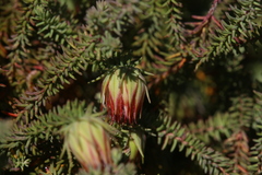 Darwinia