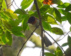 Hemixos castanonotus