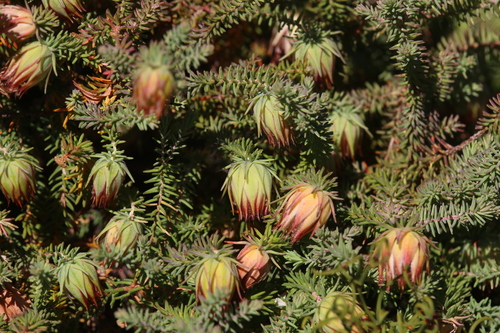 Image of Darwinia neildiana by (c) Hugo Innes, some rights reserved (CC BY)