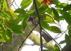 Hemixos castanonotus