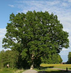 Quercus robur