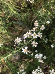 Olearia ramulosa