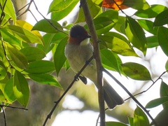 Hemixos castanonotus