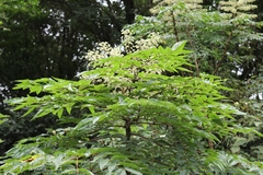 Aralia bipinnata