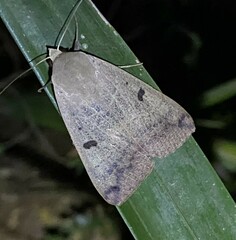 Ophiusa disjungens