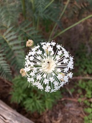 Trachymene composita