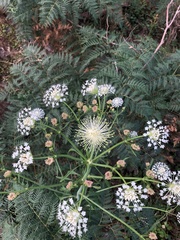 Trachymene composita