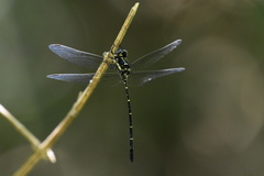 Eusynthemis nigra