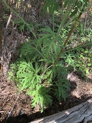 Trachymene composita