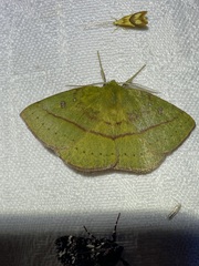 Anthela virescens